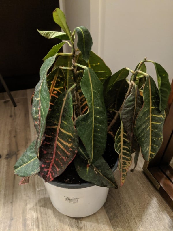 Why Are My Croton Leaves Drooping