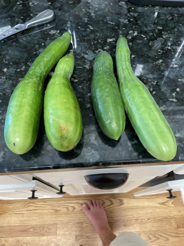 Why Are My Cucumbers Fat At One End 1