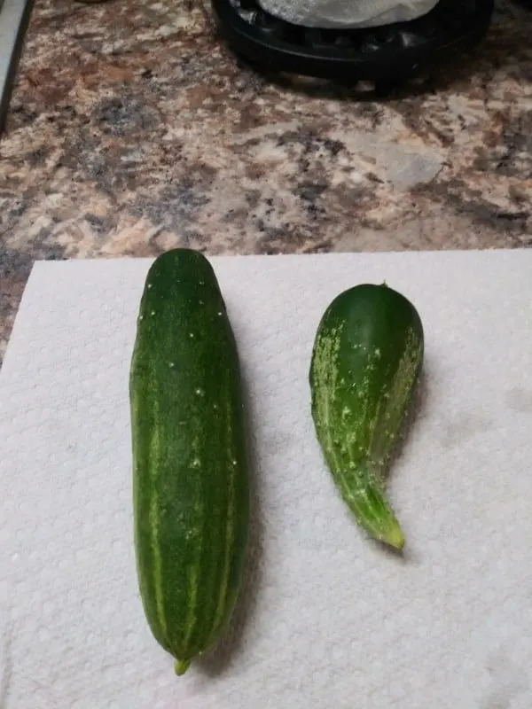 Why Are My Cucumbers Fat At One End 2