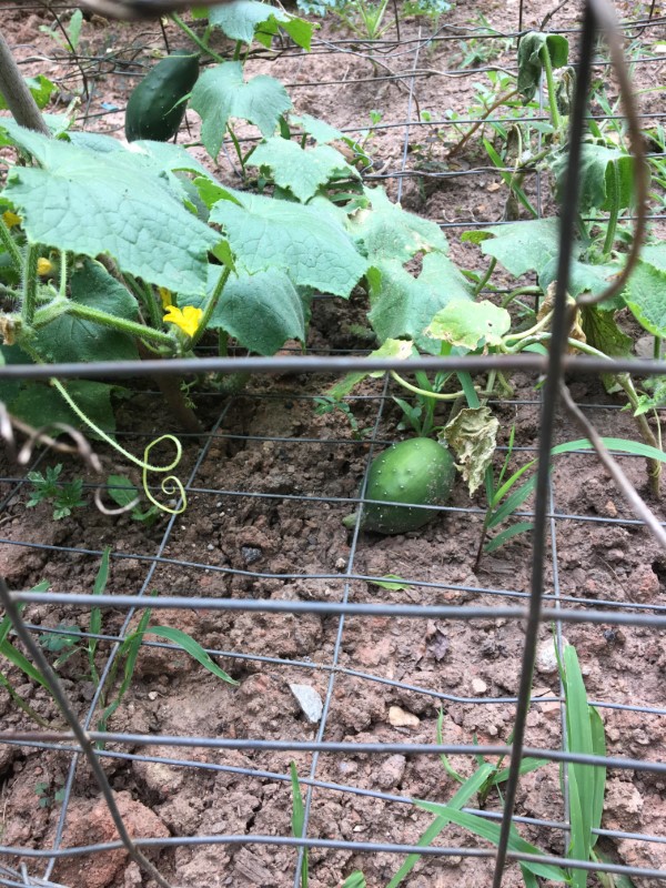 Why Are My Cucumbers Growing Round Instead Of Long 1