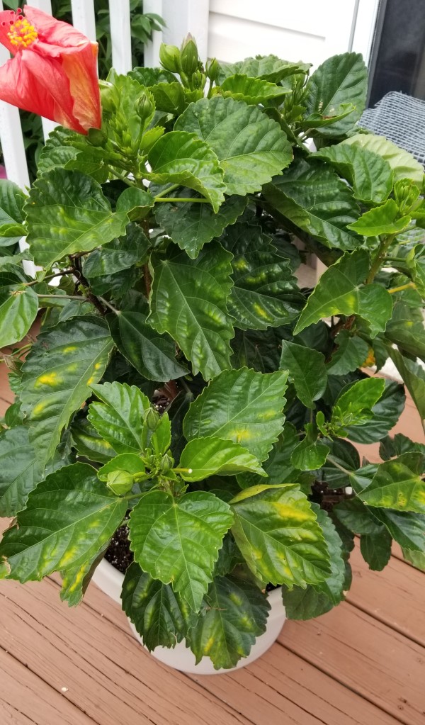 Why Are My Hibiscus Leaves Turning Yellow 2