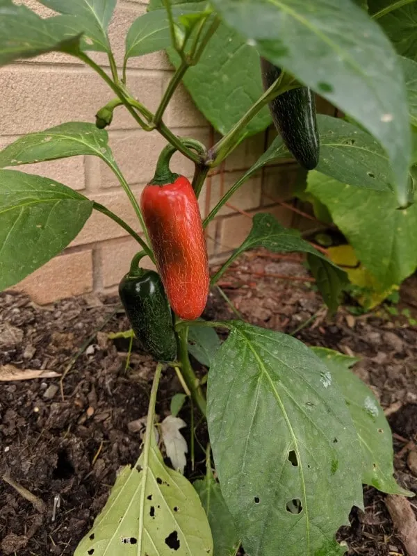 Why Are My Jalapenos Turning Red 2