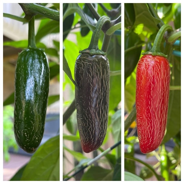 Why Are My Jalapenos Turning Red
