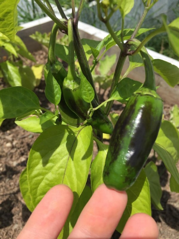 Why Are My Peppers Turning Black