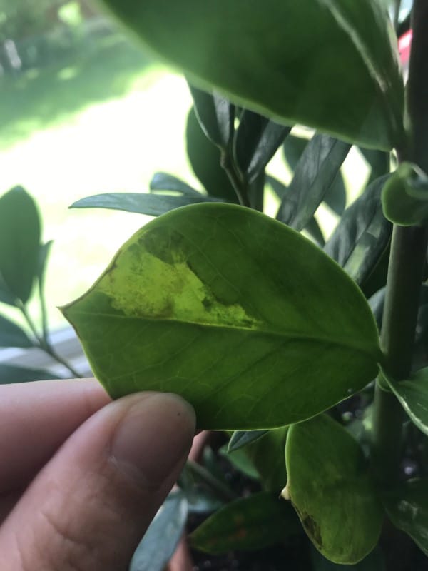 Why Are My Plants Leaves Turning Transparent 2