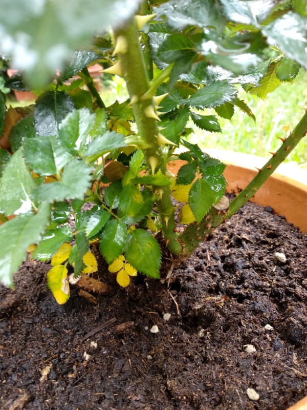Why Are My Rose Bush Leaves Turning Yellow 2
