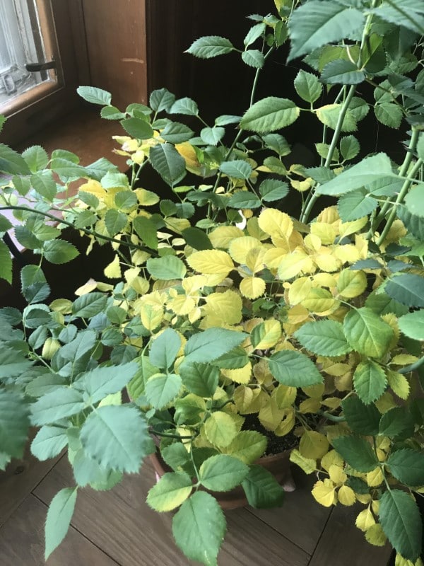 Why Are My Rose Bush Leaves Turning Yellow? (4 Reasons & How To Fix Them)