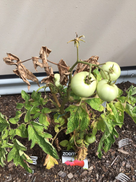 Why Are My Tomato Plants Dying