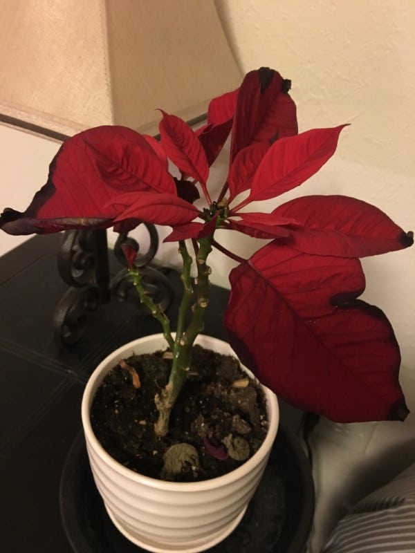 Why Are The Leaves Falling Off My Poinsettia