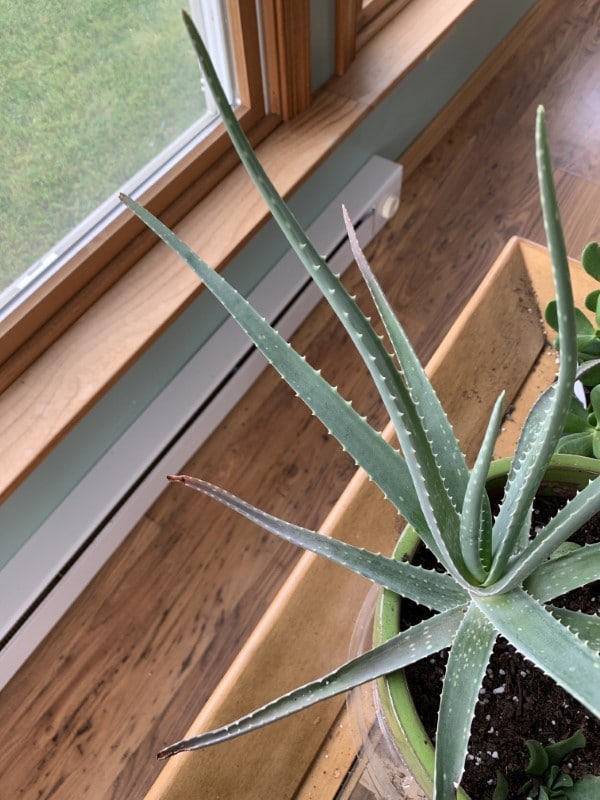 Why Are The Tips Of My Aloe Plant Turning Brown 2