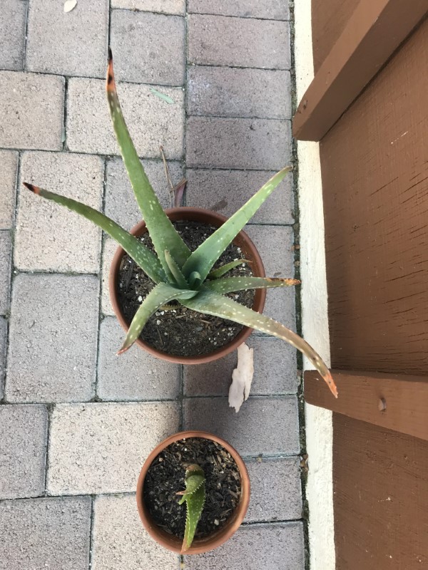 Why Are The Tips Of My Aloe Plant Turning Brown