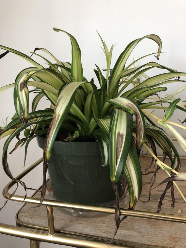 Why Are The Tips Of My Spider Plant Turning Brown 2