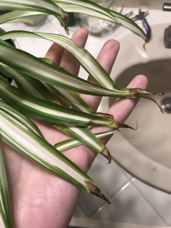 Why Are The Tips Of My Spider Plant Turning Brown