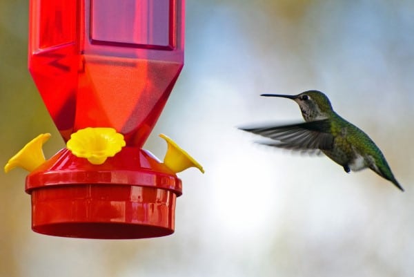 Why Aren’t Hummingbirds Coming To My Feeder