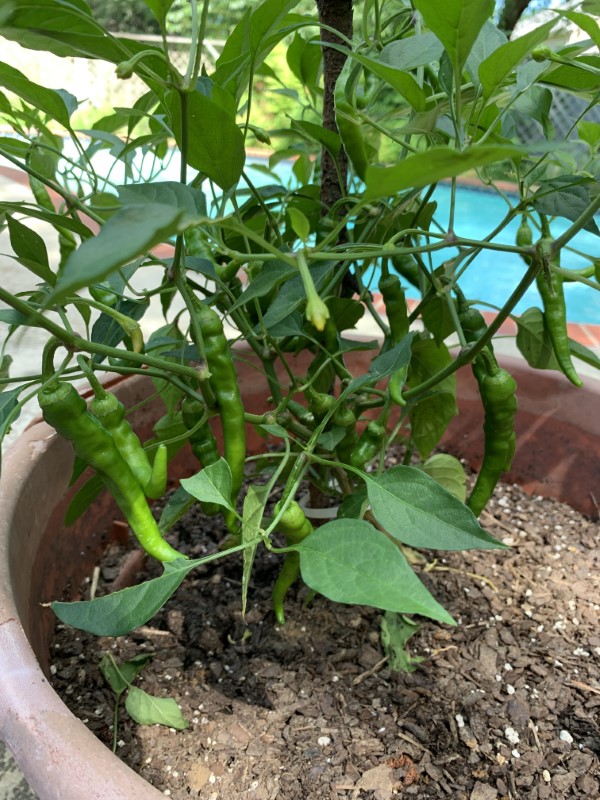 Why Arent My Cayenne Peppers Turning Red 1