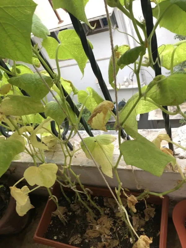 Why Cucumber Leaves Turn Yellow 2