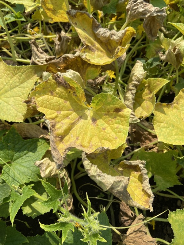 Why Cucumber Leaves Turn Yellow