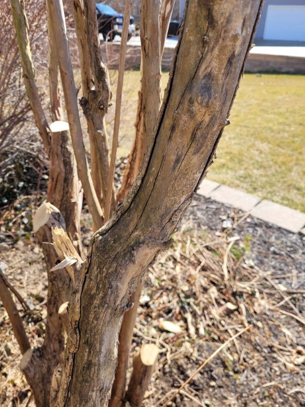 Why Does My Crepe Myrtle Look Dead
