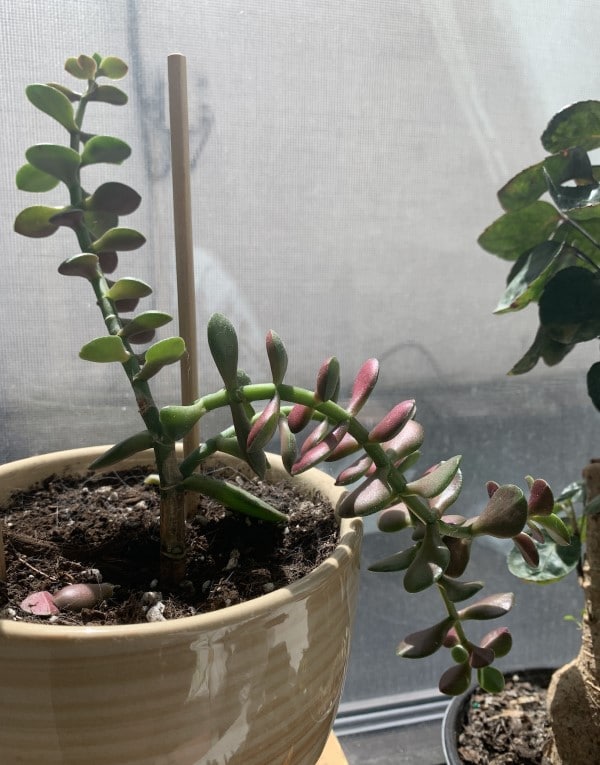Why Does My Jade Plant Grow Down 1