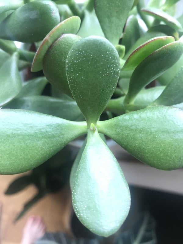 Why Does My Jade Plant Have White Spots