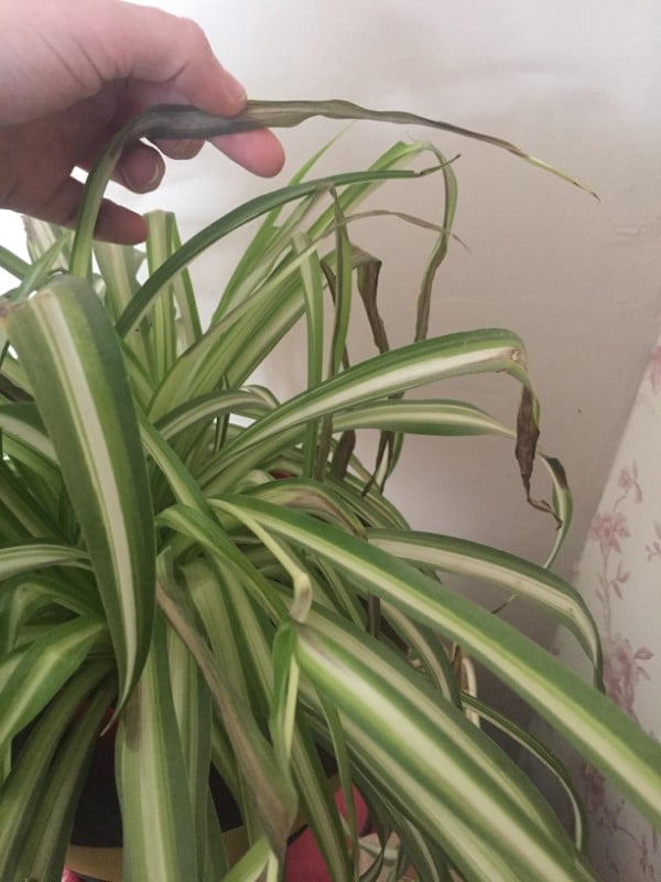Why Does My Spider Plant Have Brown Tips 2