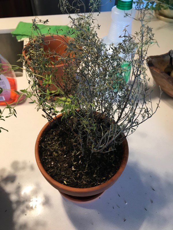 Why Does My Thyme Keep Dying 1