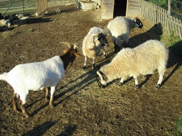 Why Farmers Separate Sheep From Goats