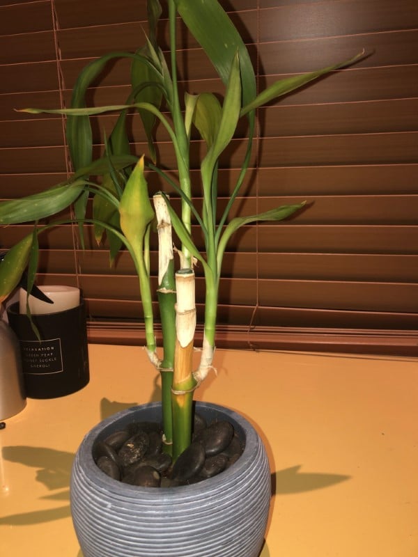 Why Is My Bamboo Stem Turning Yellow 2