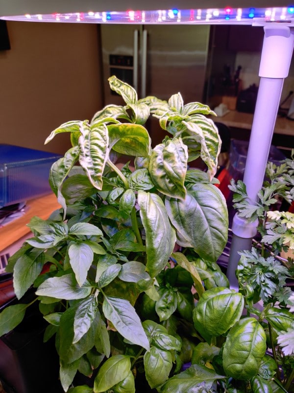 Why Is My Basil Curling 1