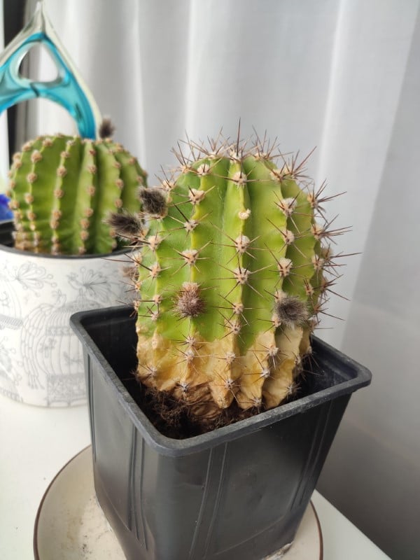 Why Is My Cactus Turning Yellow