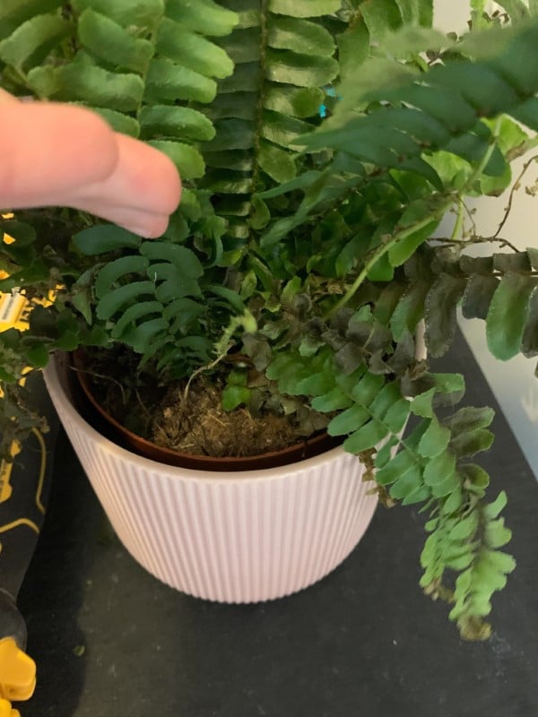 Why Is My Fern Turning Brown