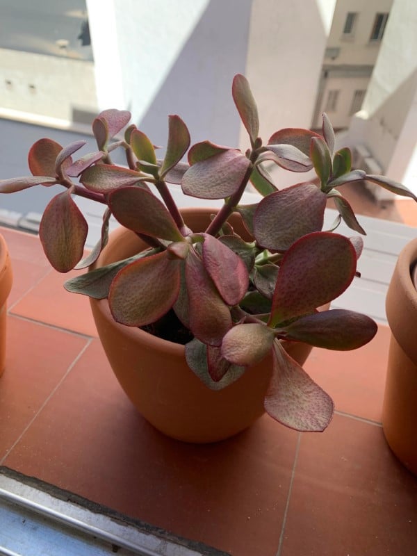 Why Is My Jade Plant Turning Red 1