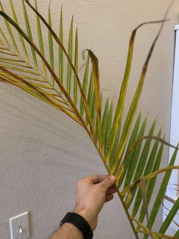 Why Is My Majesty Palm Turning Yellow