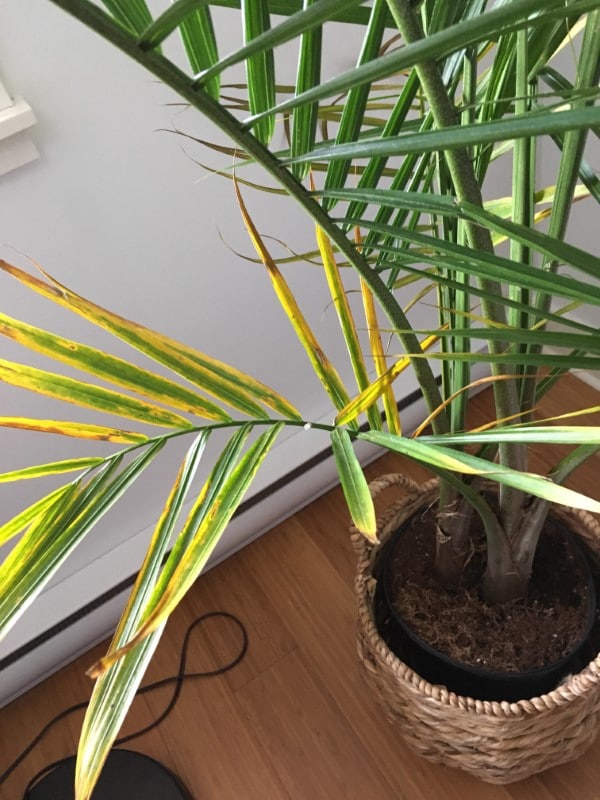 why-is-my-palm-tree-turning-yellow-6-main-reasons