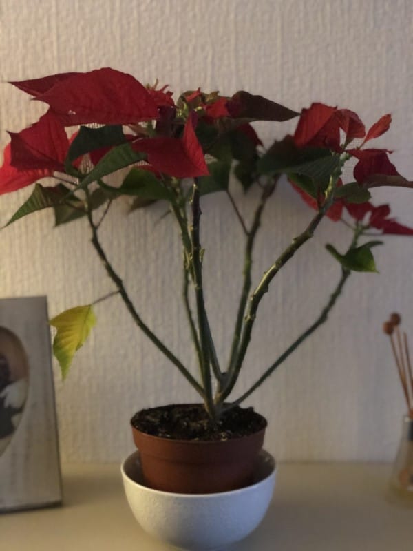 Why Is My Poinsettia Dropping Leaves