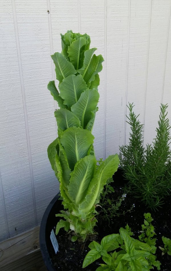 Why Is My Romaine Lettuce Growing Tall