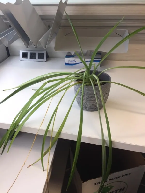 Why Is My Spider Plant Drooping 2