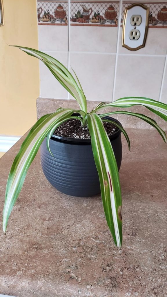 Why Is My Spider Plant Dying