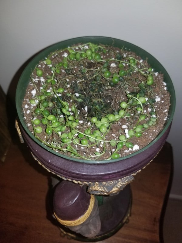Why Is My String Of Pearls Dying 2