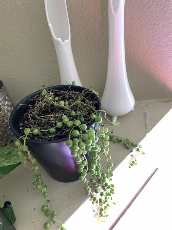 Why Is My String Of Pearls Dying
