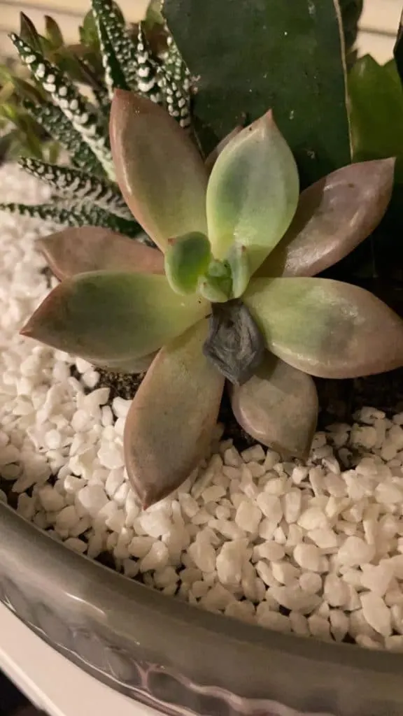 Why Is My Succulent Dying 2
