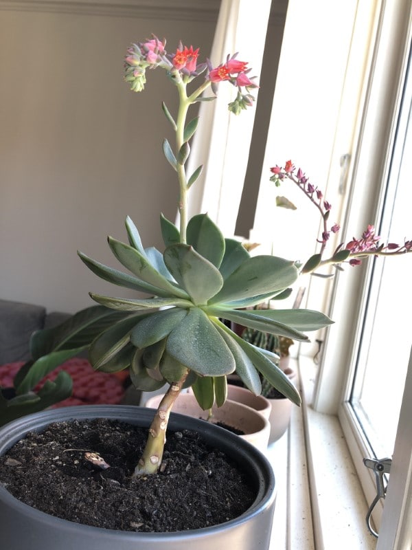 Why Is My Succulent Growing A Long Stem 2