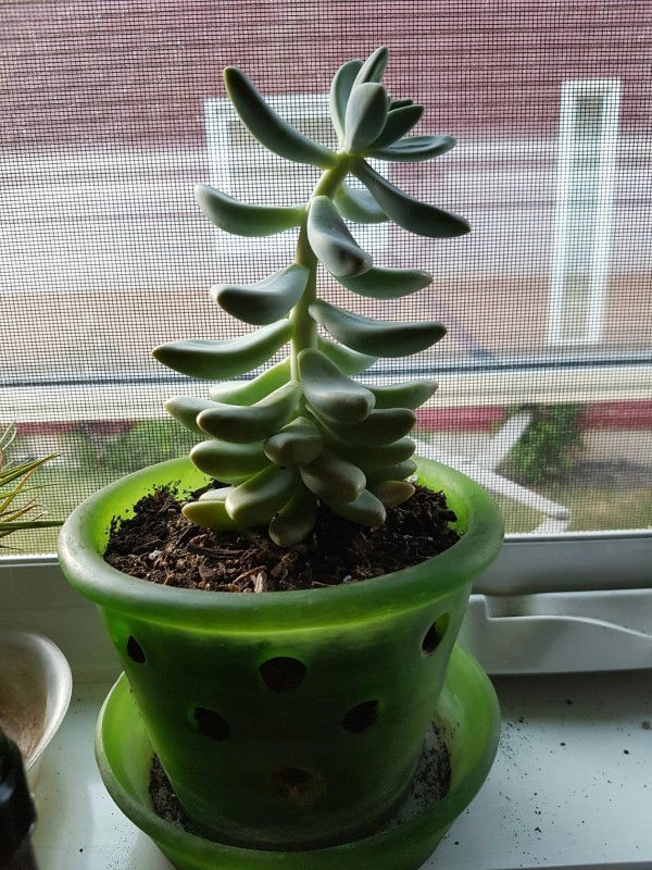 Why Is My Succulent Growing Tall