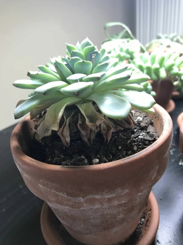 Why Is My Succulent Shriveling 2