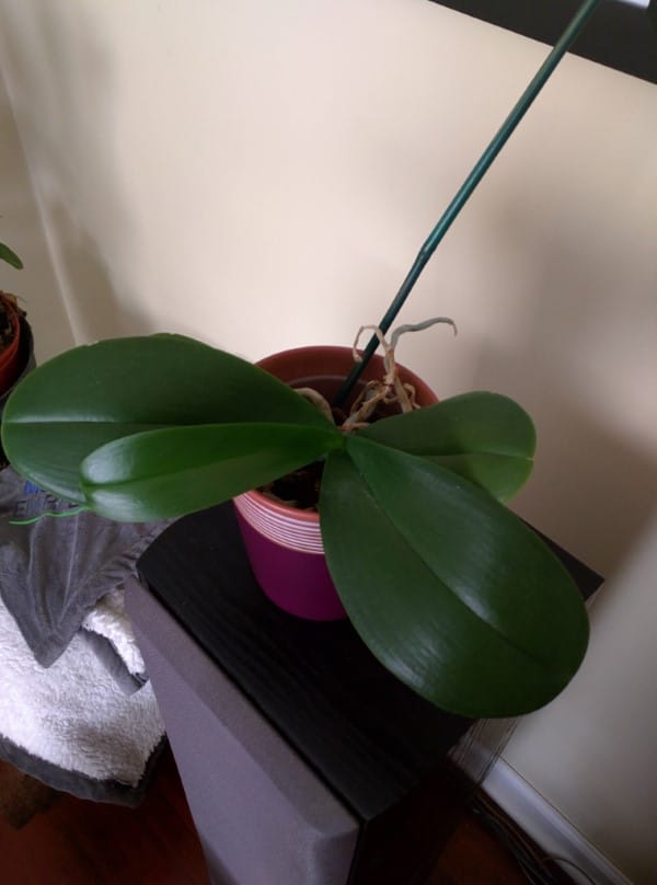 Why Wont My Orchid Bloom 2
