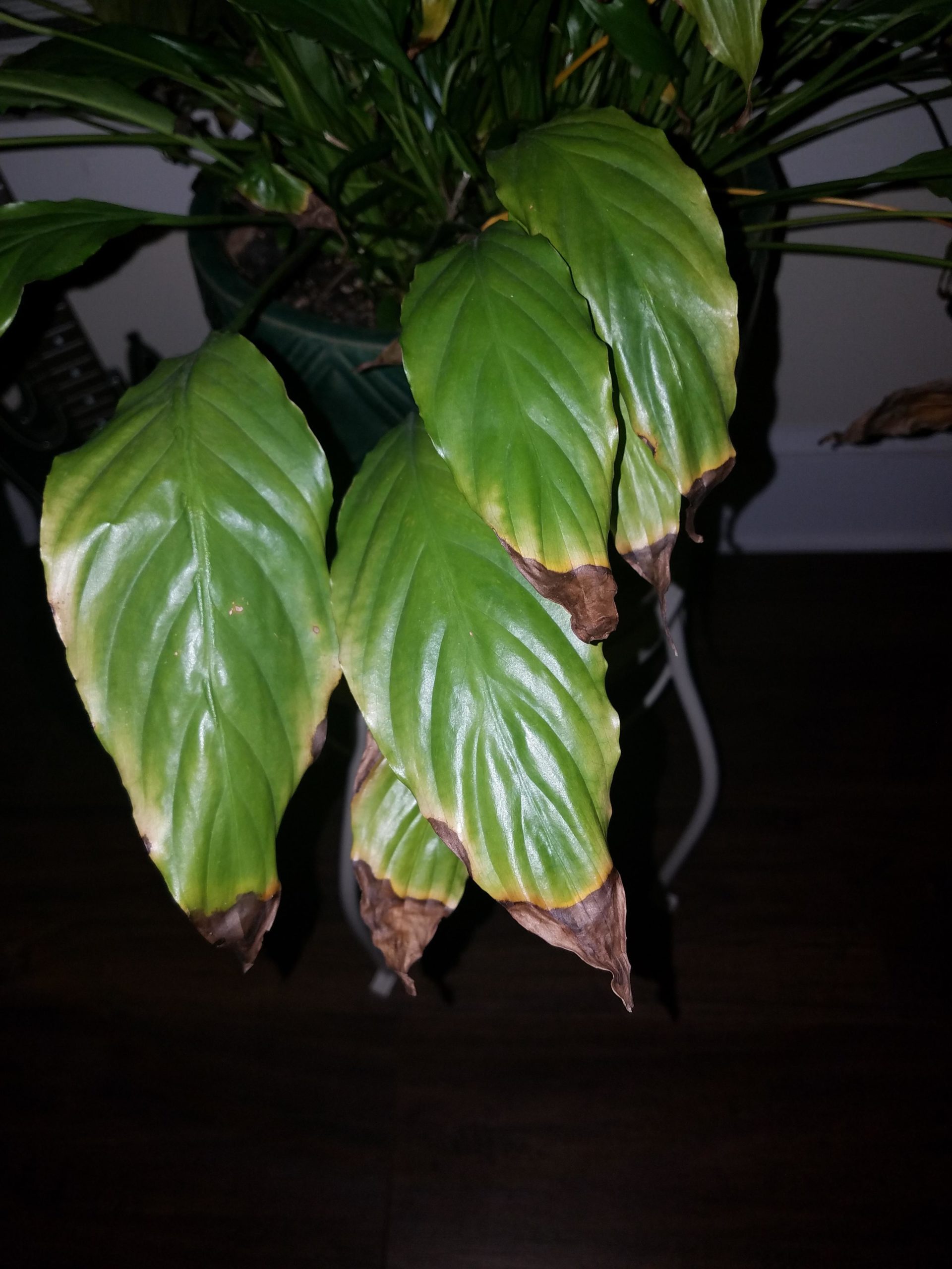 Why does my peace lily have brown tips?