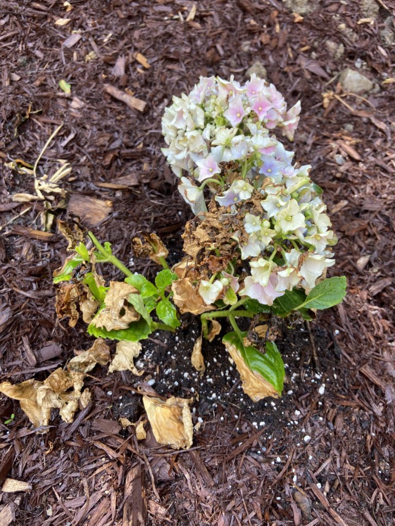 Why is my hydrangea dying?