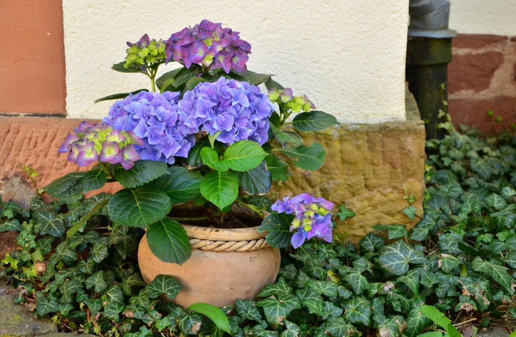 Beautiful Hydrangea in a pot. – Is My Hydrangea Dead or Dormant?