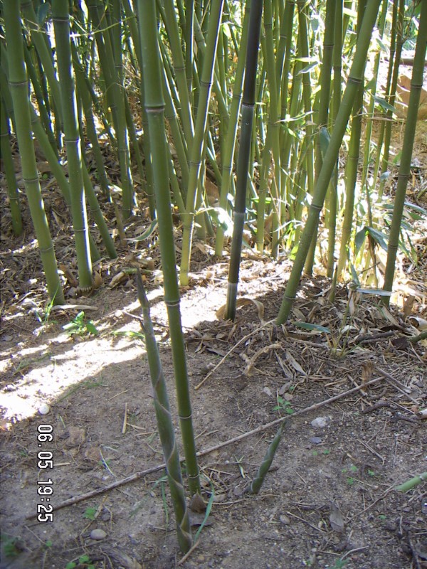 Bisset Will Bamboo Grow In Michigan