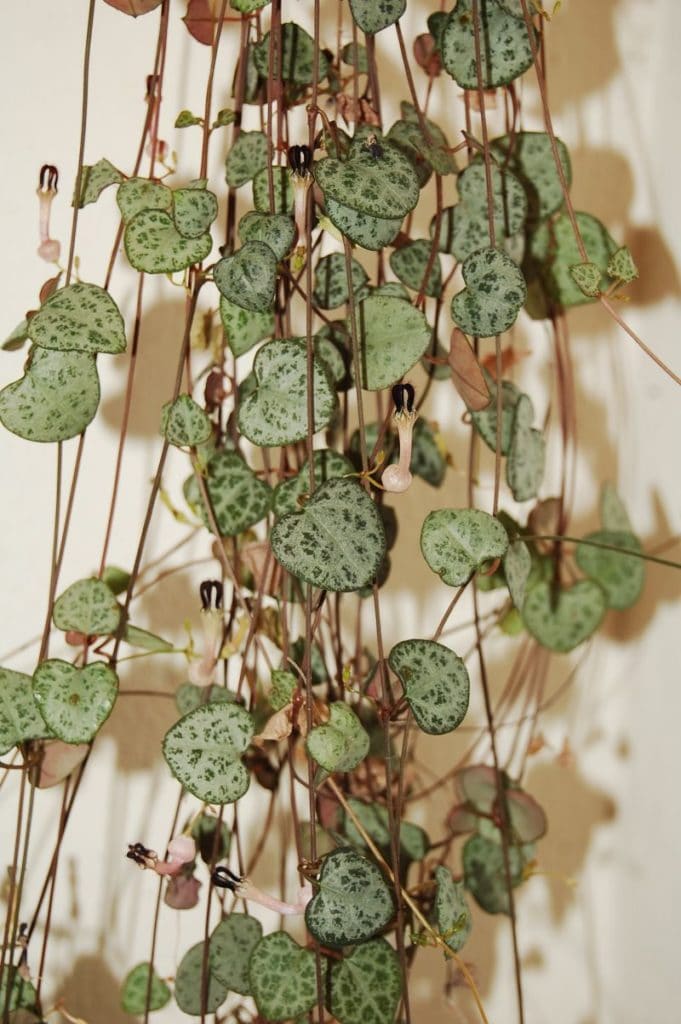 Ceropegia woodii. - Overwatered and Underwatered String of Hearts.